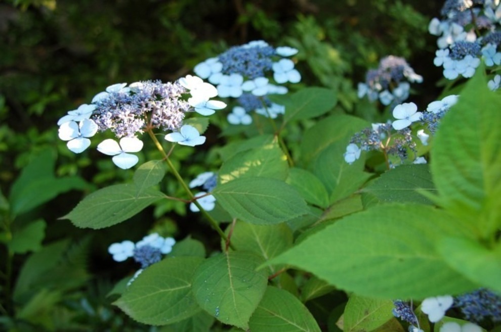 花木 史跡旧仮皇居 聖護院 御殿荘 光淳