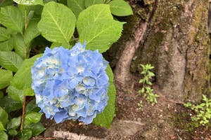 玉の露
