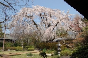 京都も桜が満開になりました。