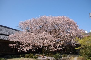 中庭の大山桜が満開です。