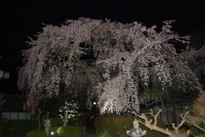 しだれ桜が満開です。