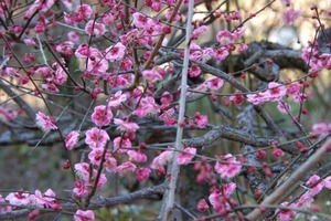 梅の花が咲き始めました。