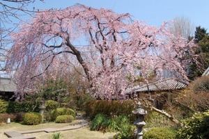 しだれ桜が満開です。